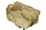 Fossil Dinosaur Limb Bone Section w/ Metal Stand - South Dakota #294780-2